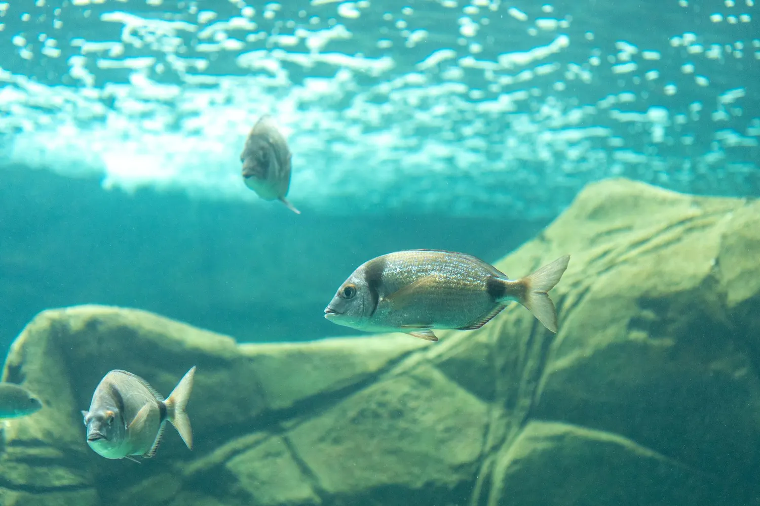 Aquatic ecology