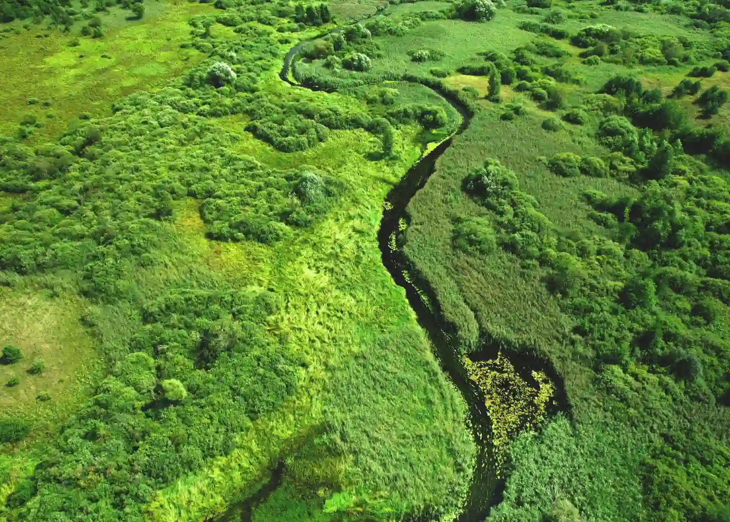 Ecology definition