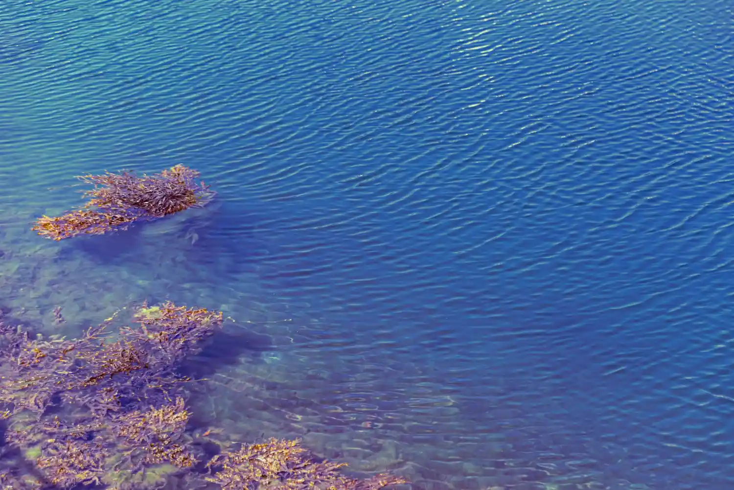 Aquatic ecology