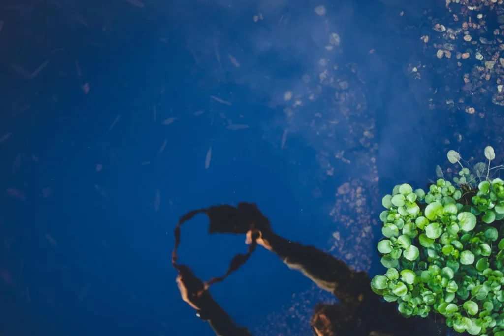 Aquatic ecology